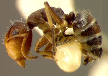 Media type: image; Entomology 21547   Aspect: habitus lateral view